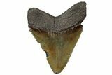 Fossil Megalodon Tooth - South Carolina #313844-1